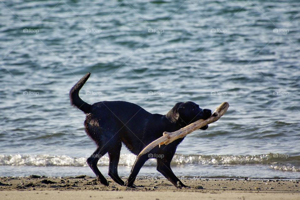 Dog playing with stick 