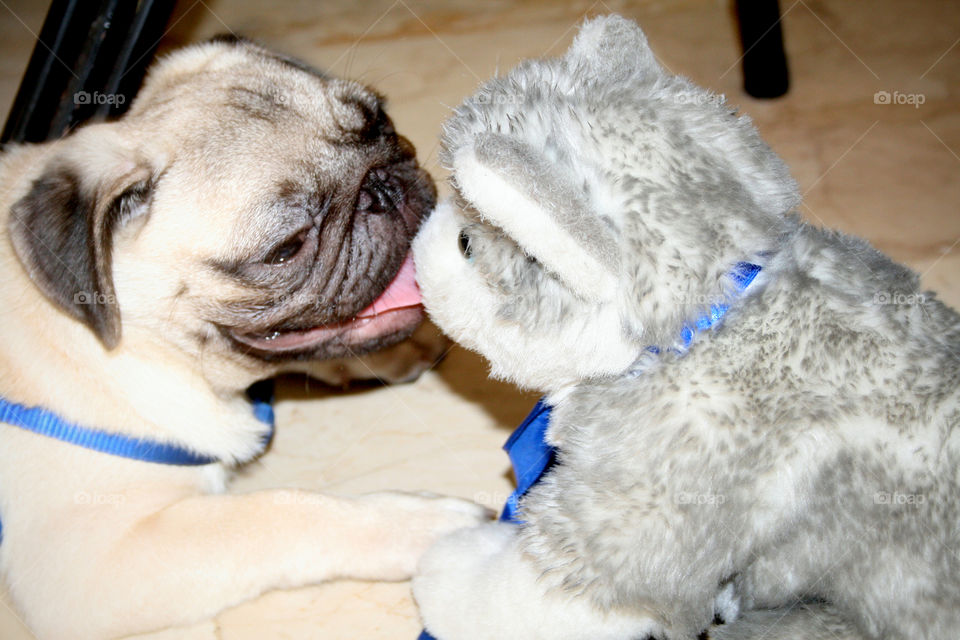 Pug dog playing with stuff toy