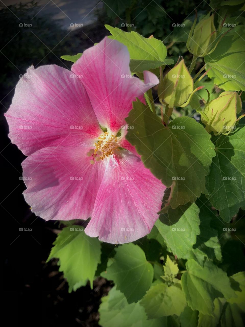 Closeup of a pink hibiscus in the evening sun down at the bay house in Texas 🌸