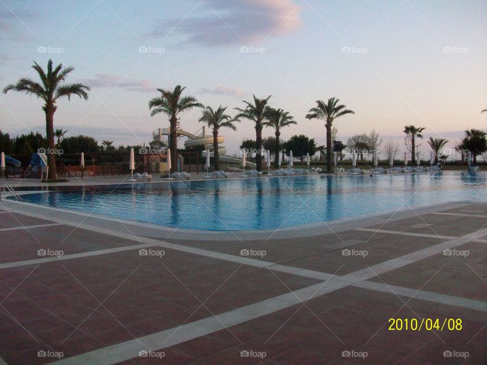 palms and pool