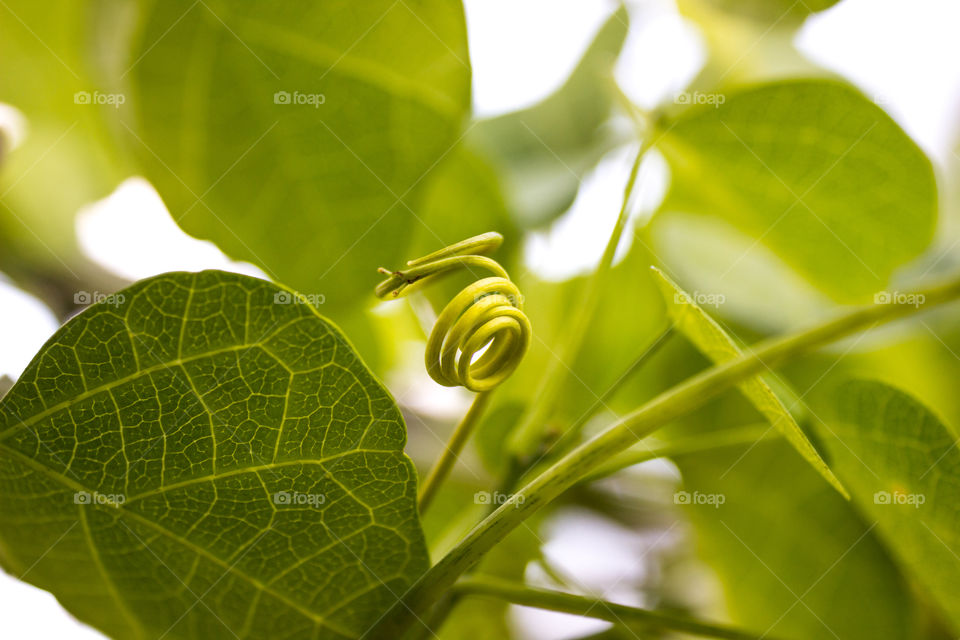swirl on a vine plant