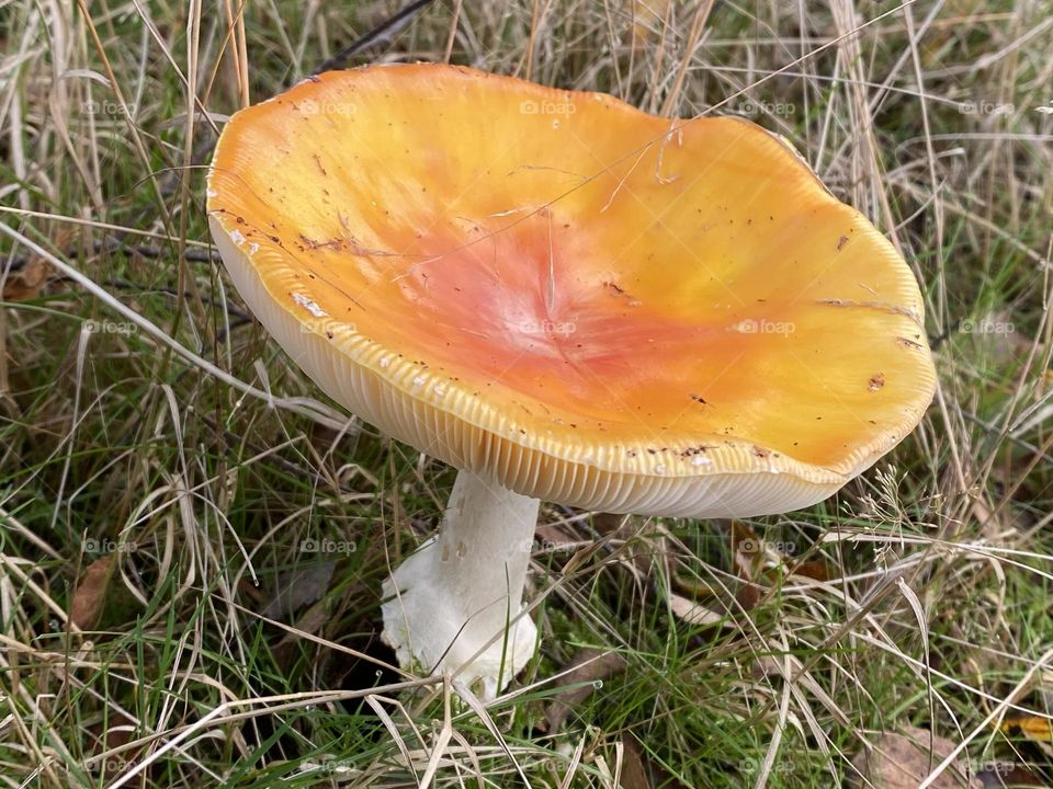 A yellow toadstools in the woods 