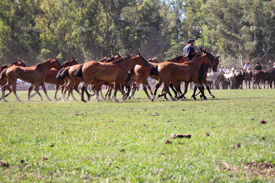 caballos corriendo
