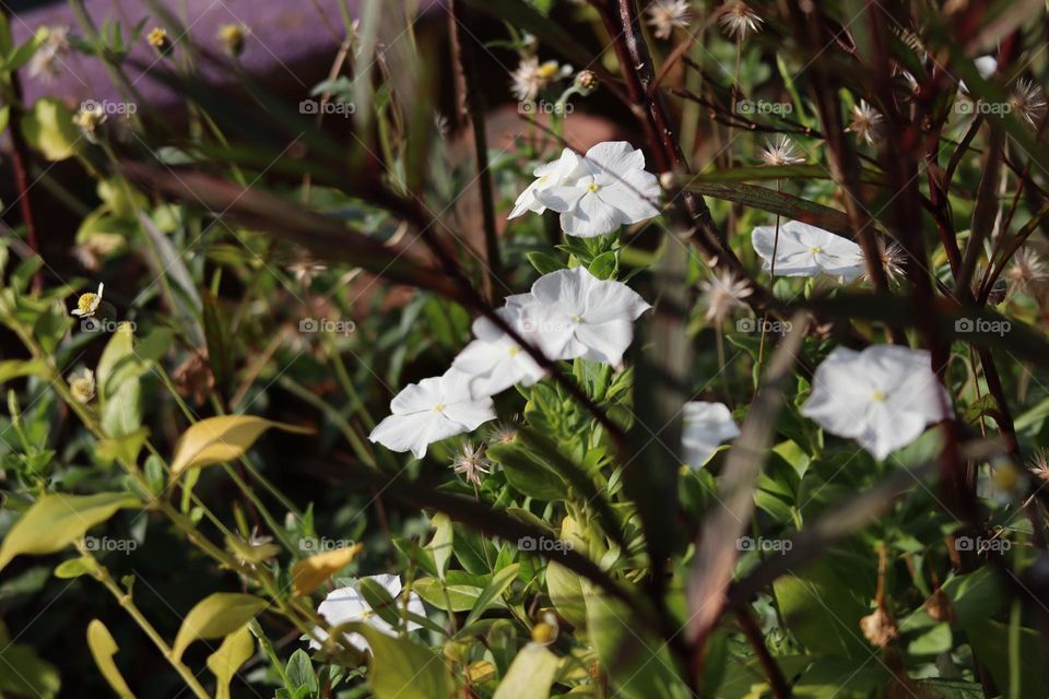 Beautiful white blooming flowers with blurry background and some leaves in front of it