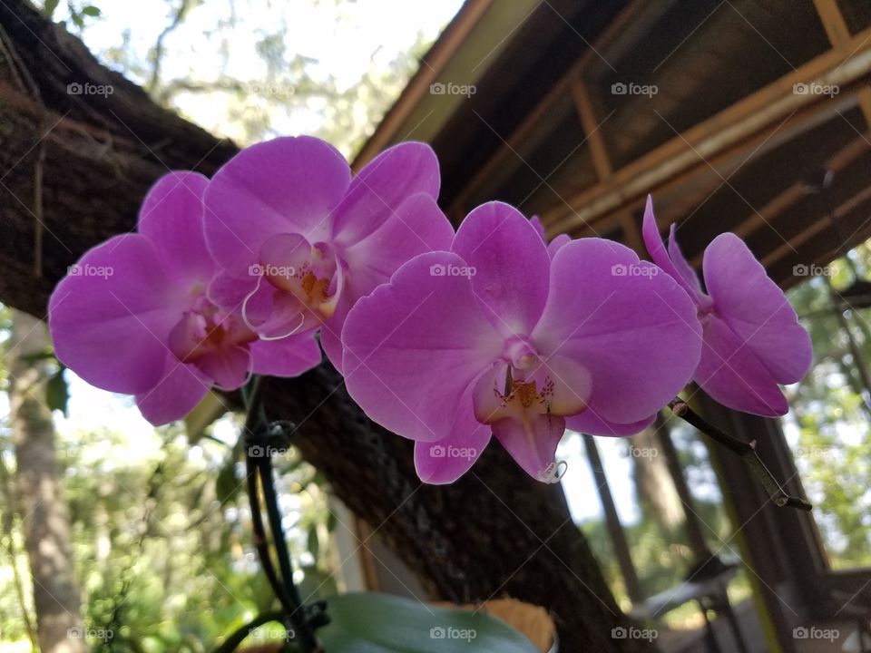 beautiful Orchids