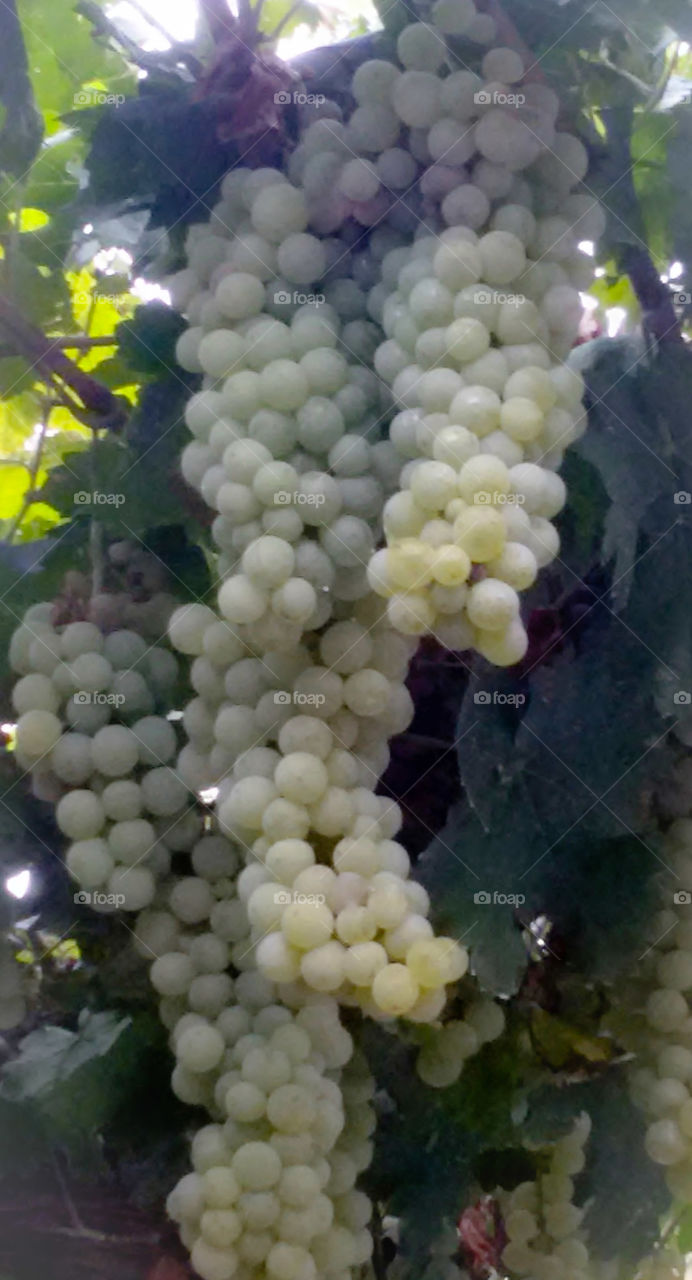 Grapes vine