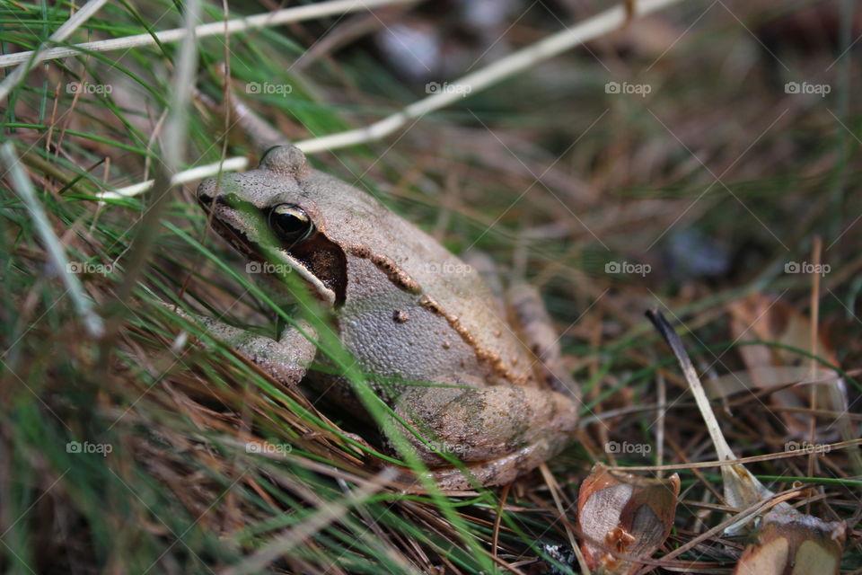 Wood Frog in the underbrush, Northeast PA