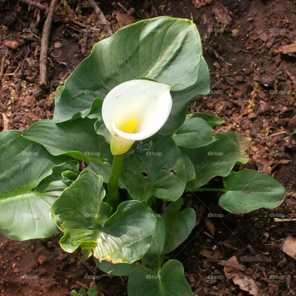 white beauty in the garden