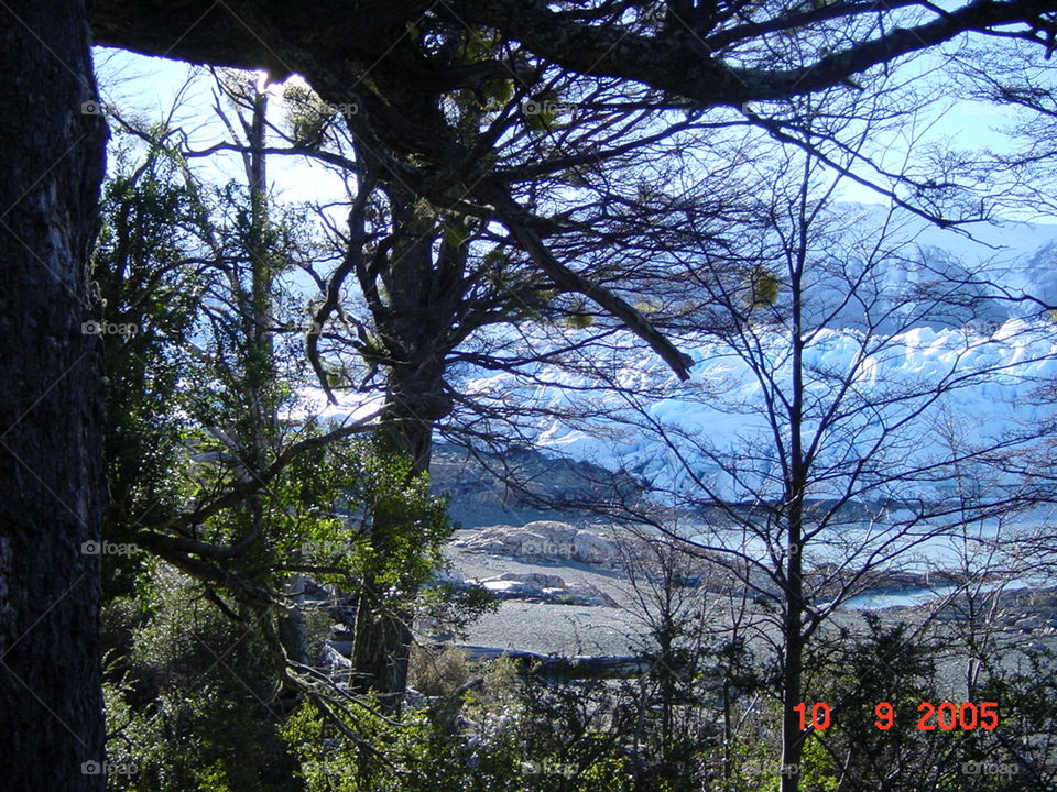 Closeup.of the Glacier Perito. the forest that sorrounds the glacier Perito Moreno in Argentina. tourist can do minitrecking in the glacier.