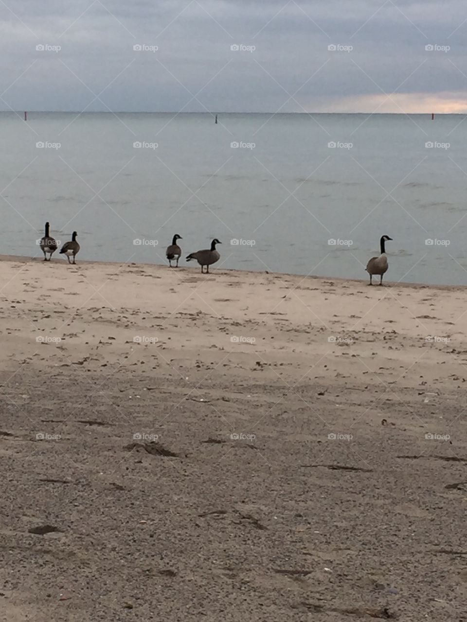 Canadian geese spending the winter in Oshawa, Ontario. 