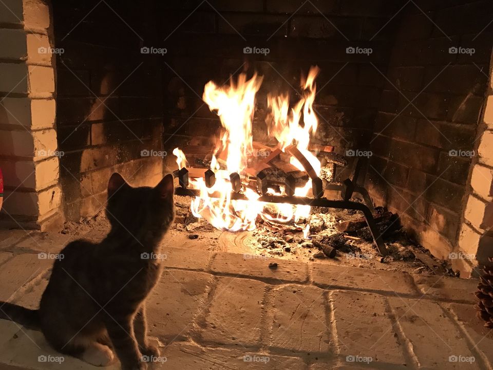 Kitten by the Fire