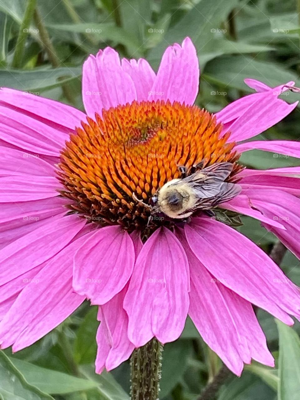 The best of nature - The beautiful pink cone flower attracts a bee seeking pollen to create honey, nature's sweetener. 