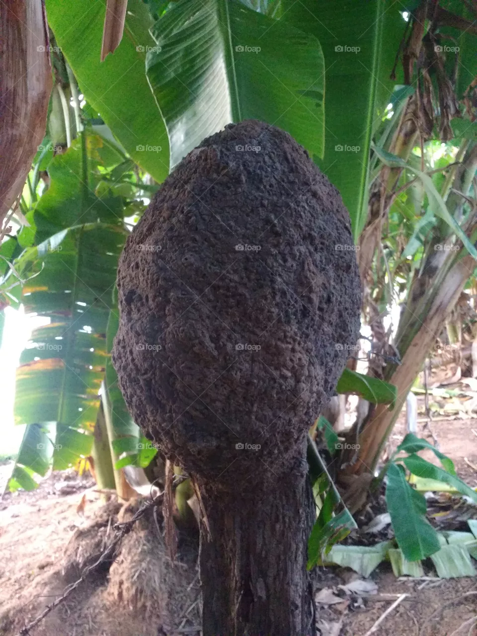 lindo