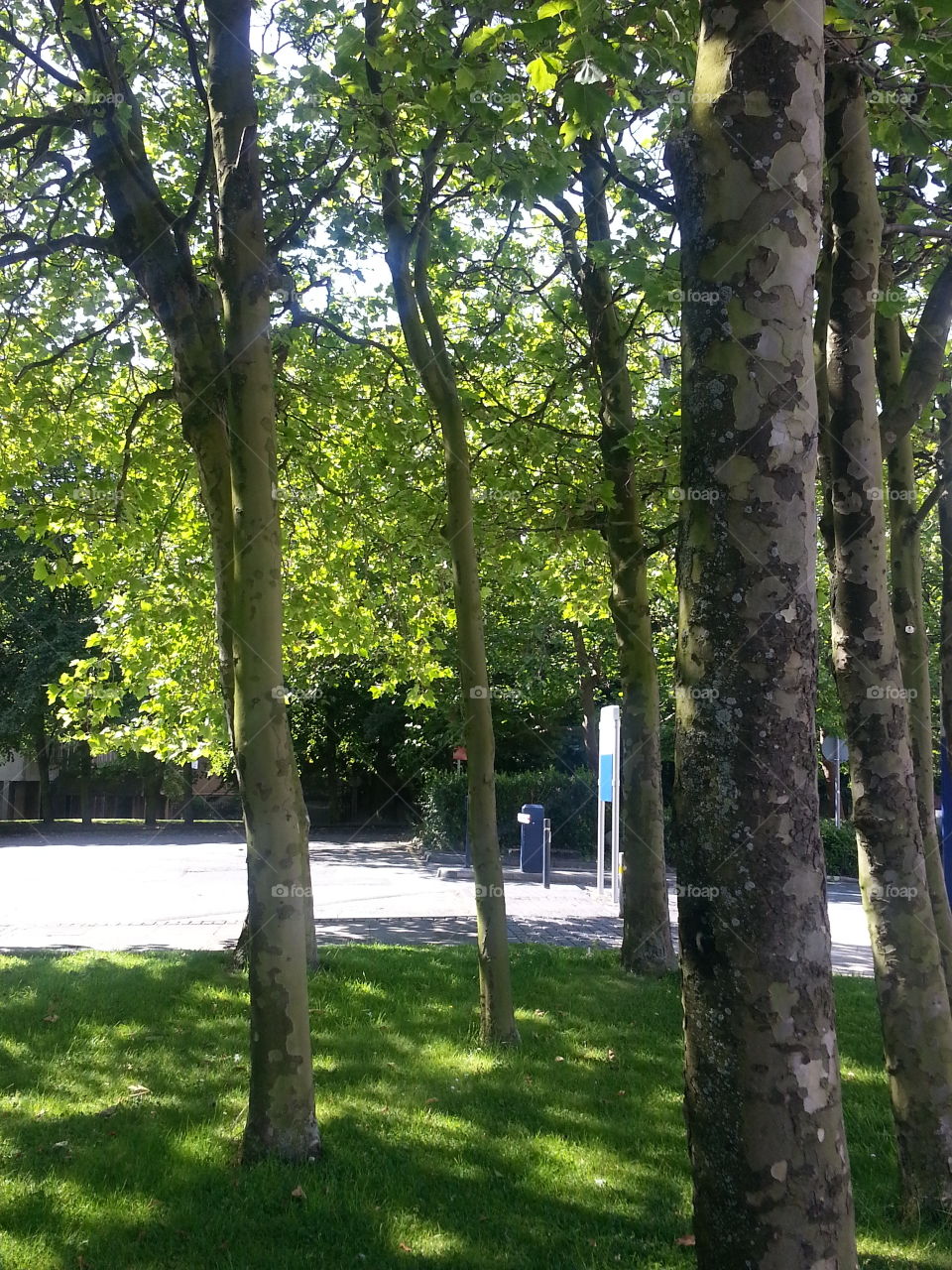 Green Trees in Urban City
