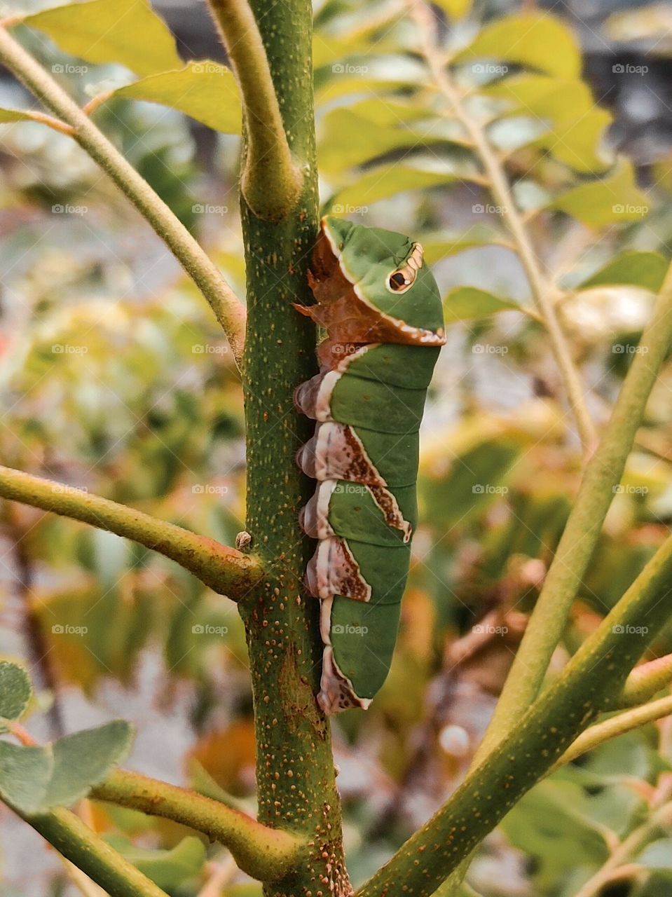 A caterpillar climbing for food