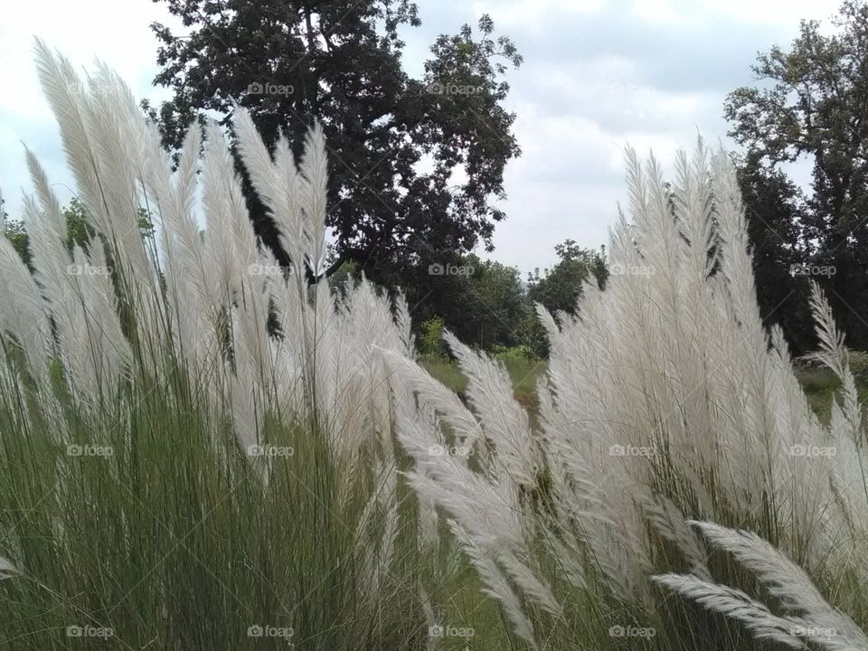 If you look carefully at the white flowers of the grass waving in the air, it seems like they have reached the jannat.