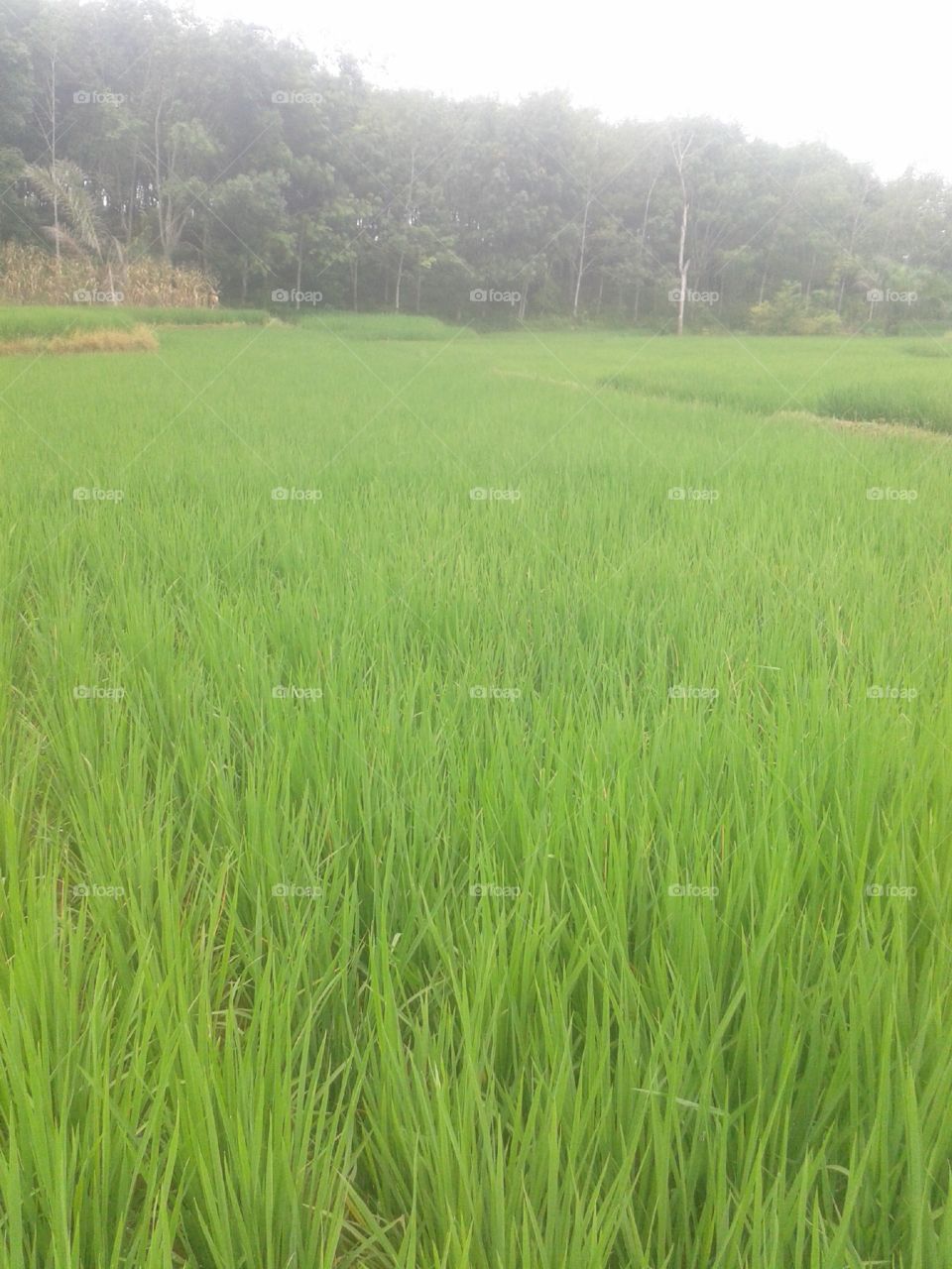 rice fields in the swamp