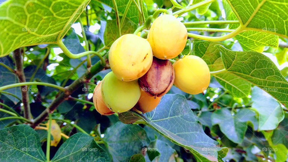 Cores lindas brilhantes de frutos não comestíveis.