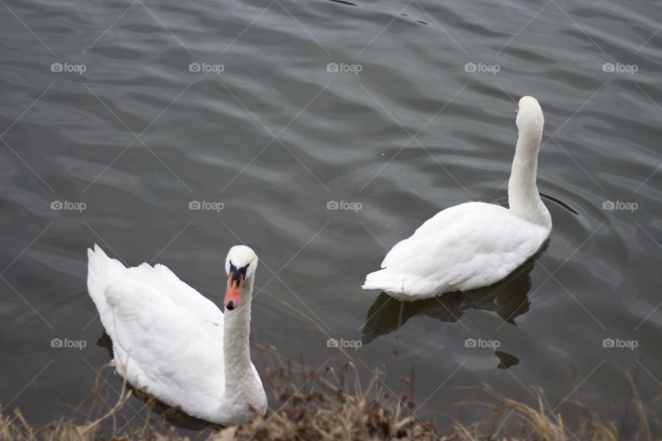 swans and the lake