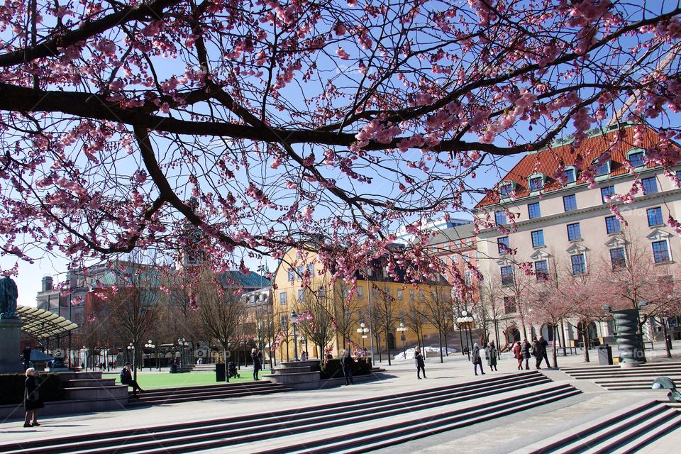 Japanese cherry blossom in Kungsträdgården, Stockholm, Sweden