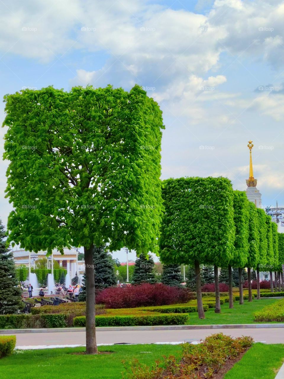 Plants.  A park.  Green crowns of trees trimmed in the shape of cubes.