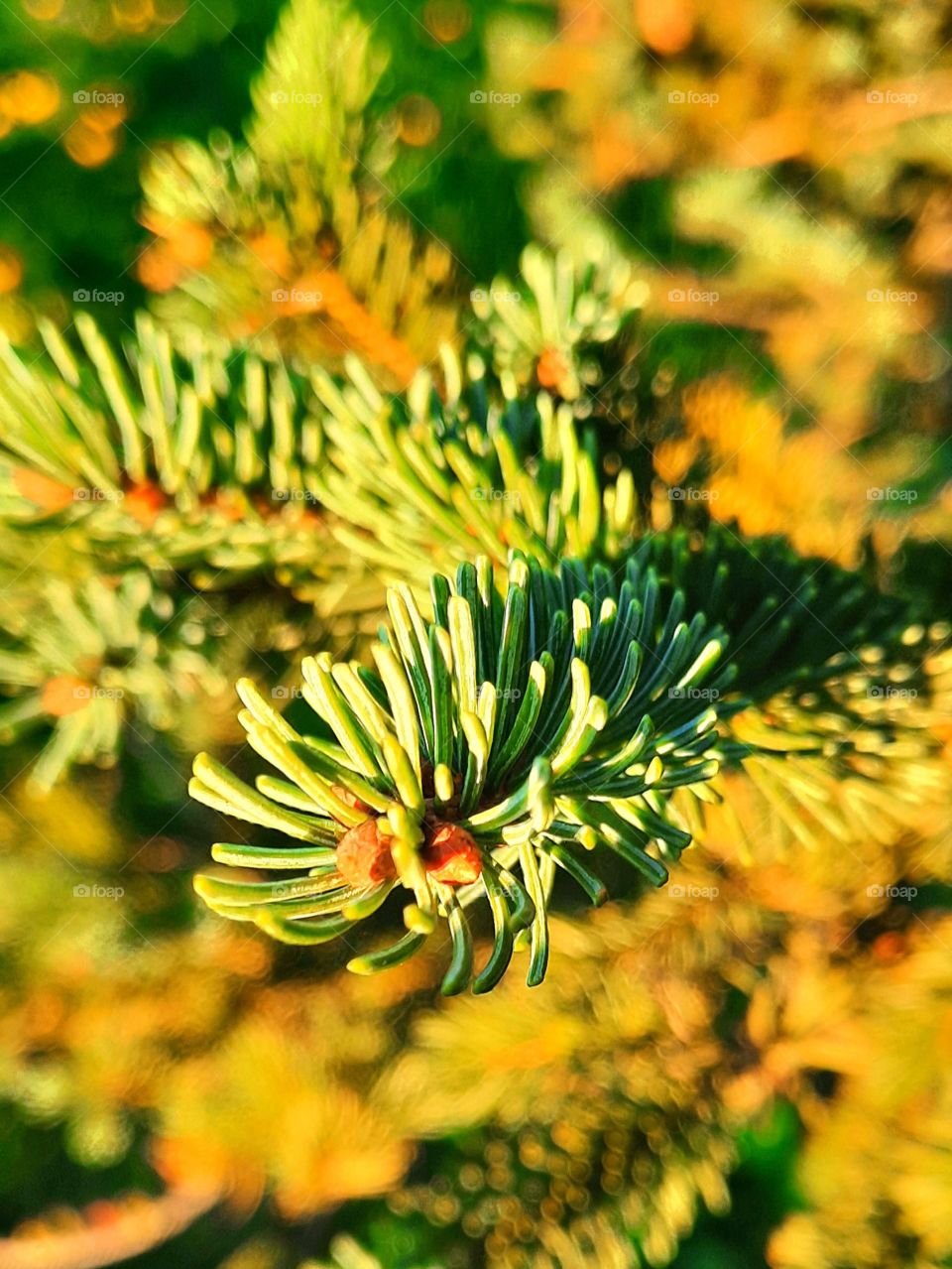 Golden hour, sunset, yellow light, picture of a pine tree branch in Erindale park near sunset time. It has very warm colours because of the sun and golden hour. It is a very pretty, and focused picture with a blurred background.