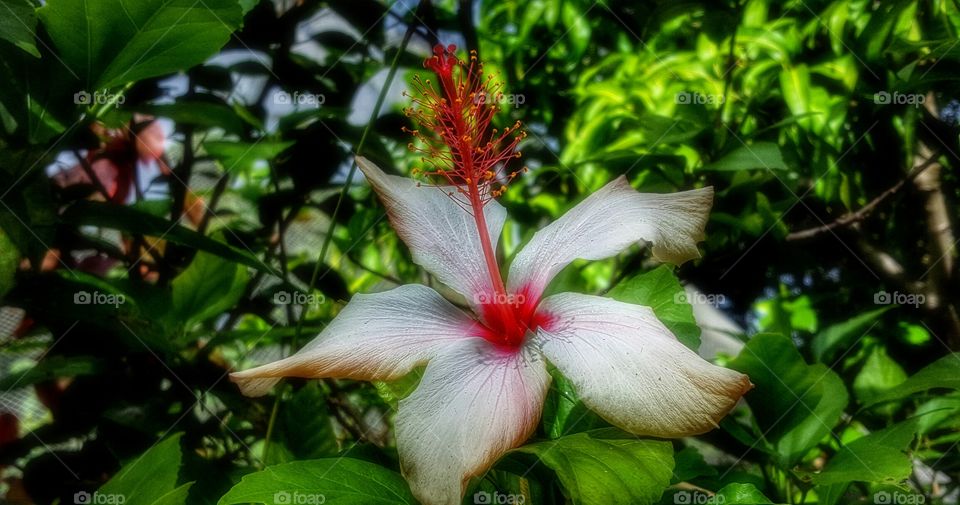 White Hibiscus