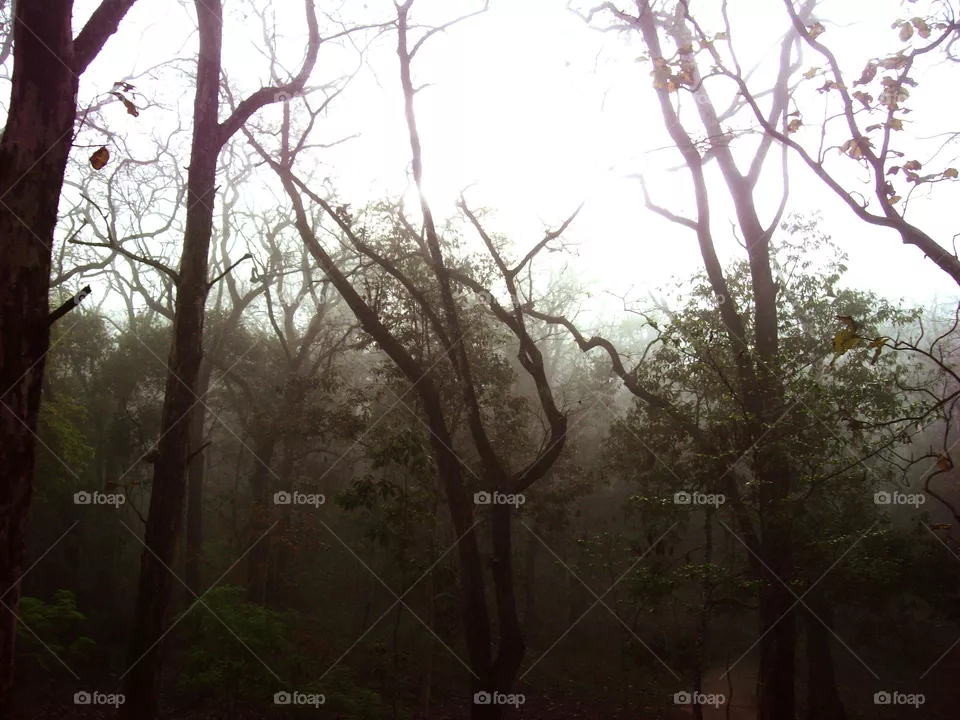 trees
