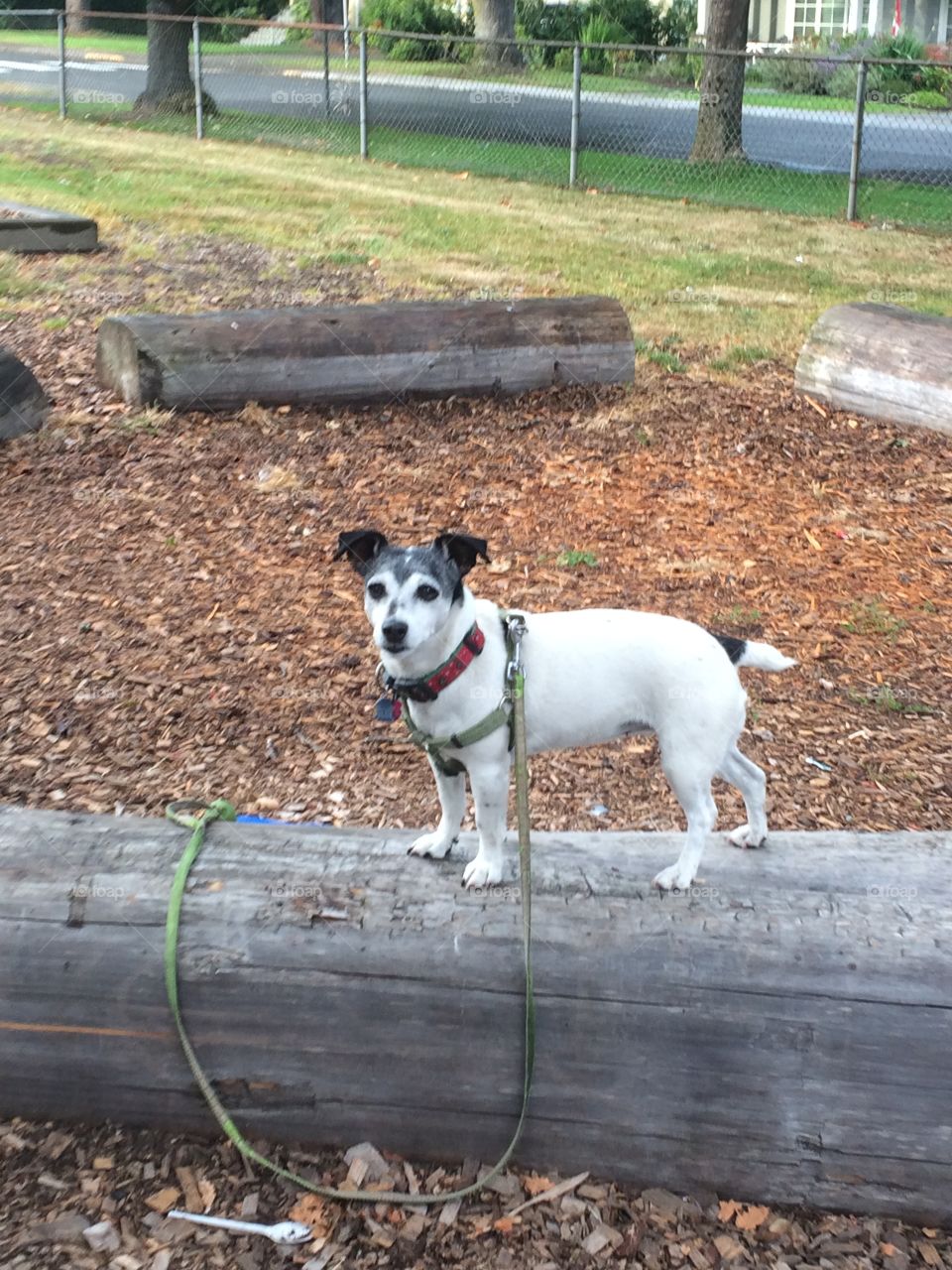 Another day, another walk with Coco 