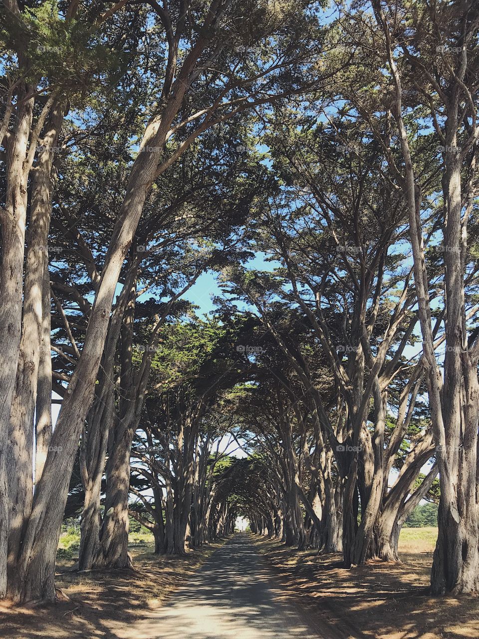 Cypress tree tunnel