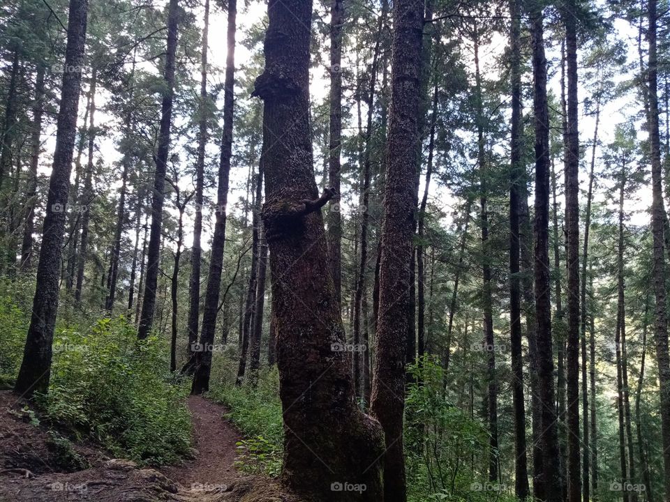 Mineral del Chico forest in Hidalgo, México