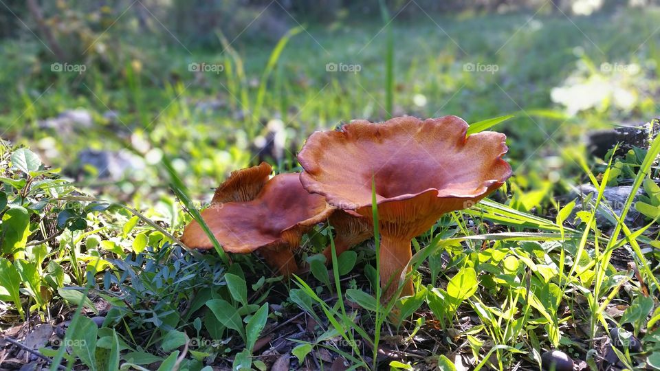 Big mushrooms of a forest