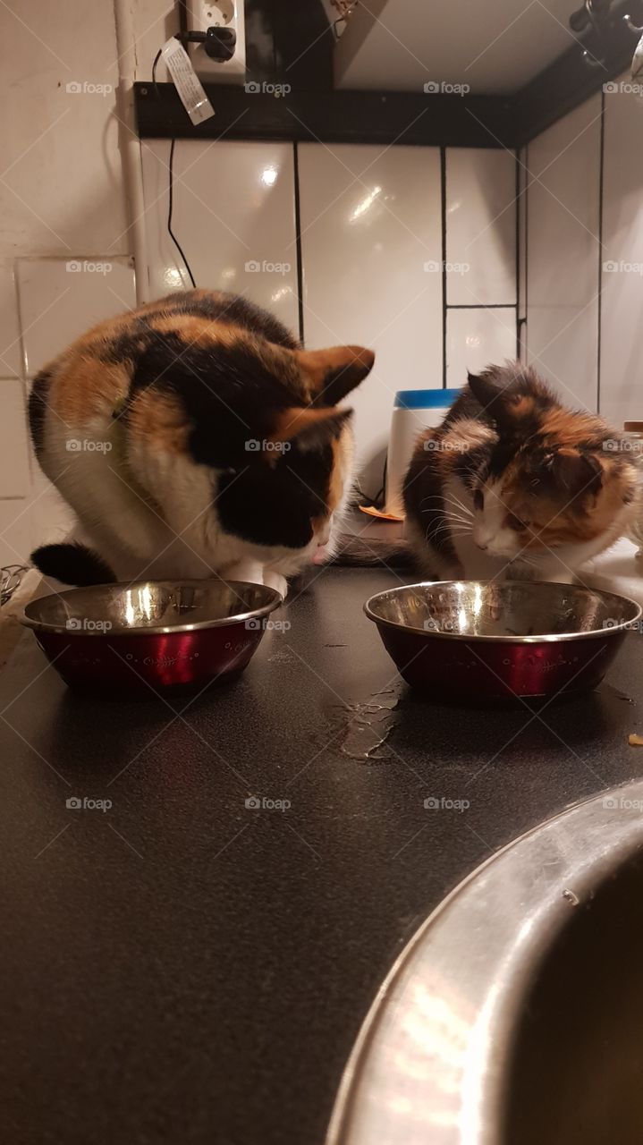 cats dining