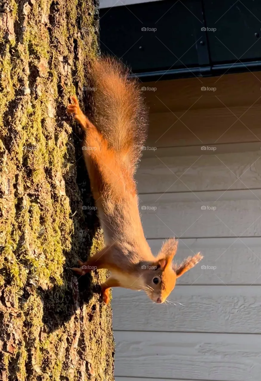 Cute squirrel
