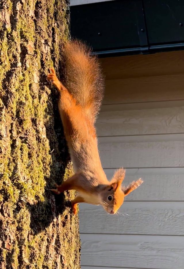 Cute squirrel
