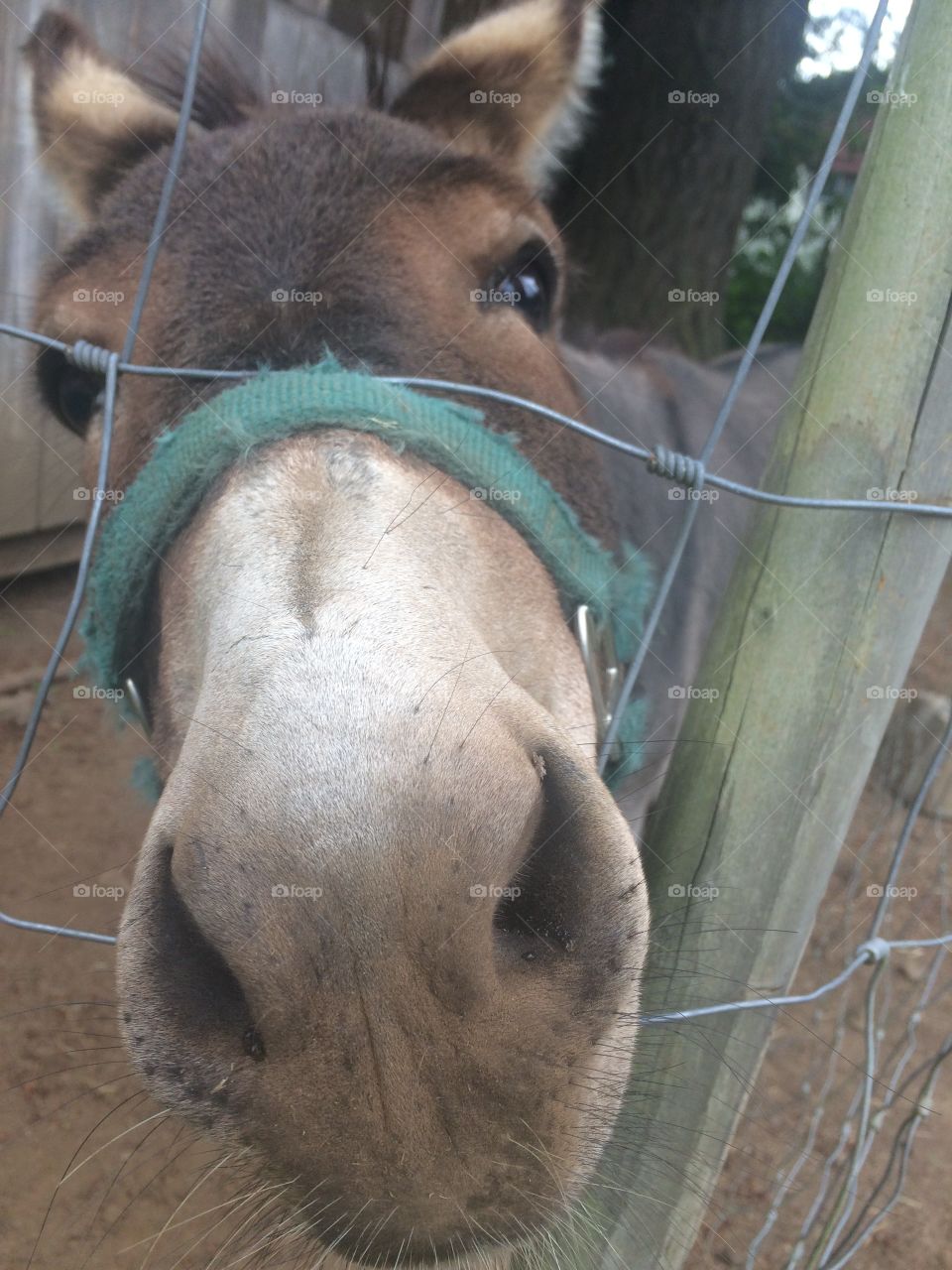 Hey, look at my ass (donkey)!