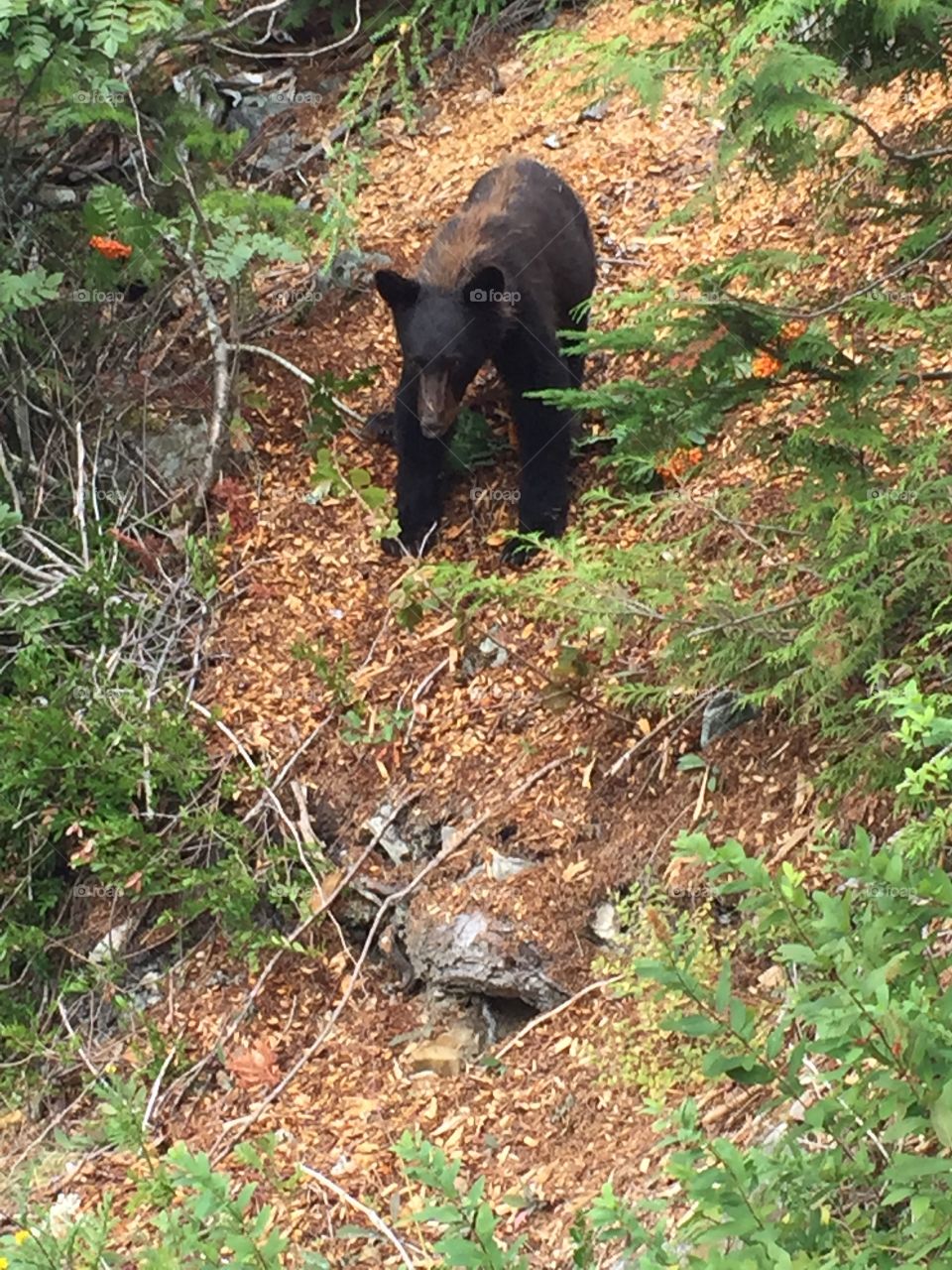 Black bear cub climbing down ridge for red berries, momma bear not in sight 
