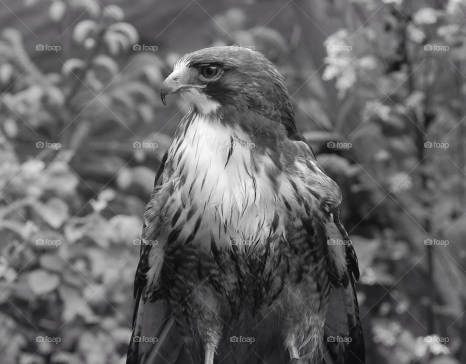 bird hawk alaska by cwassi