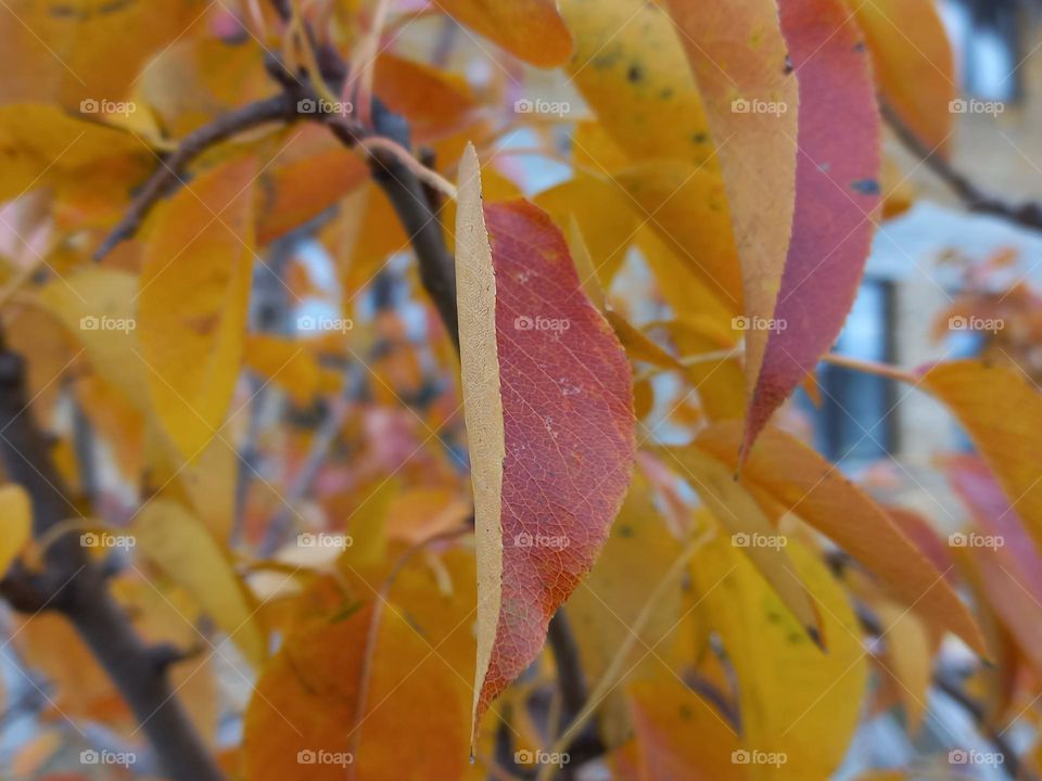 yellow-red autumn tree leaves.