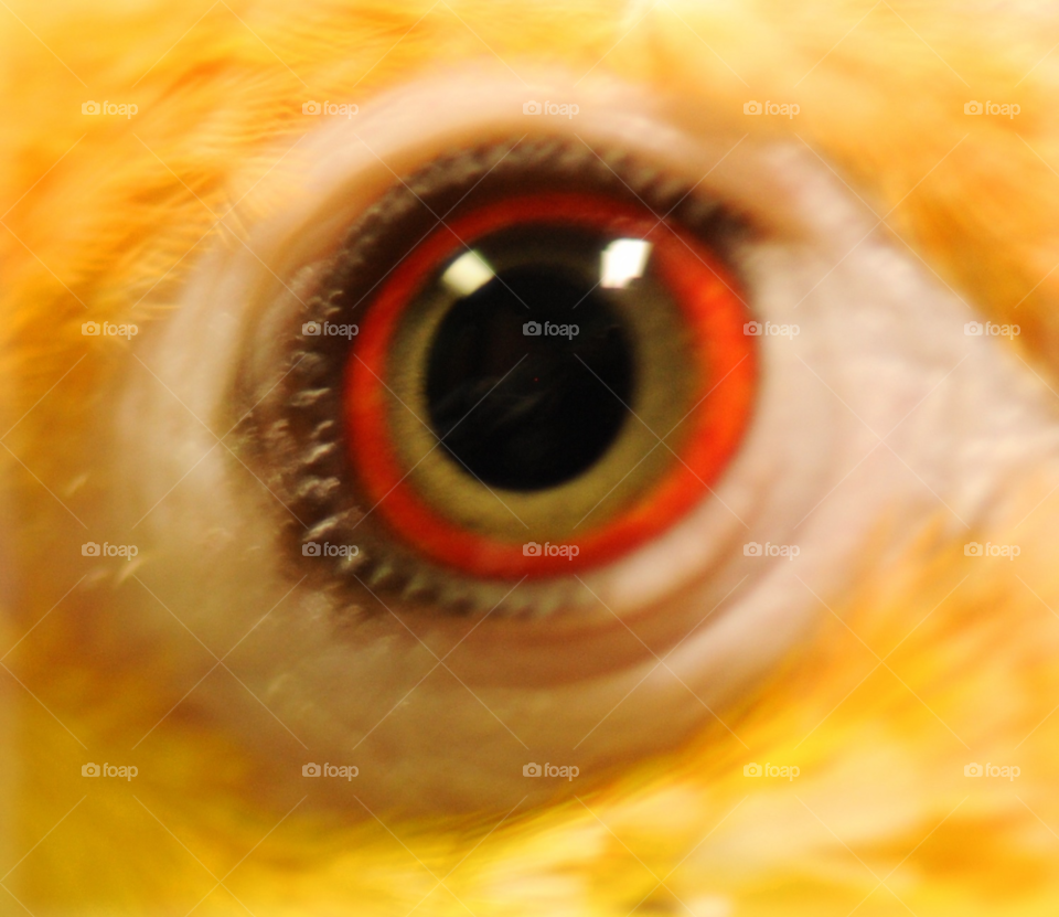 eye bird pet parrot by lightanddrawing