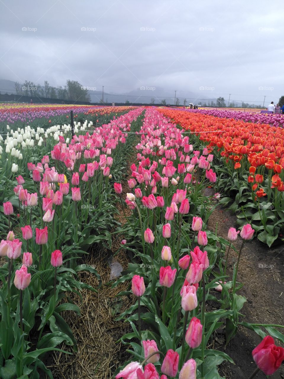 real pink tulips