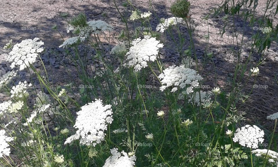 Queen Anne's lace.  these were growing freely behind the flower shop