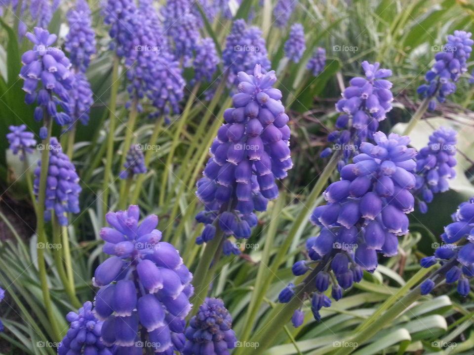 purple flowers. purple flowers in the garden