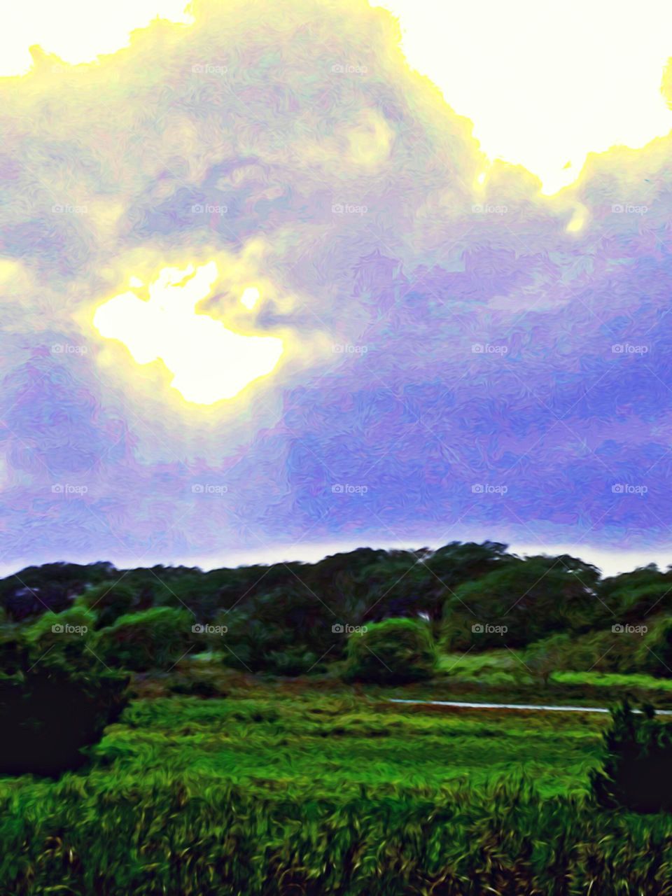 Wetlands Marsh Bird Sanctuary