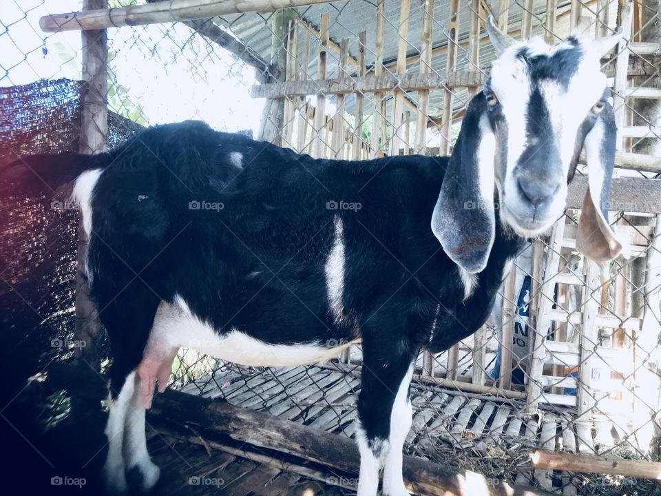 Female goat nearly born a baby in Phu Phung Cho Lach Ben Tre