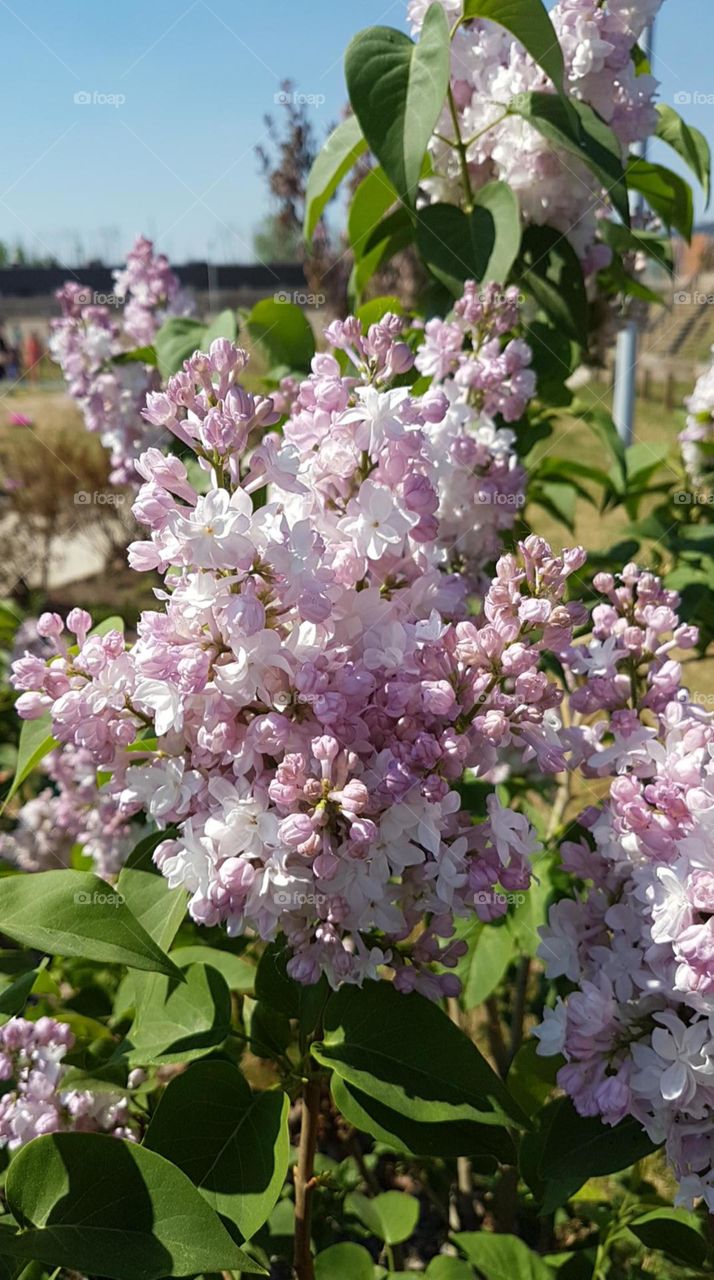 lilac blossoms