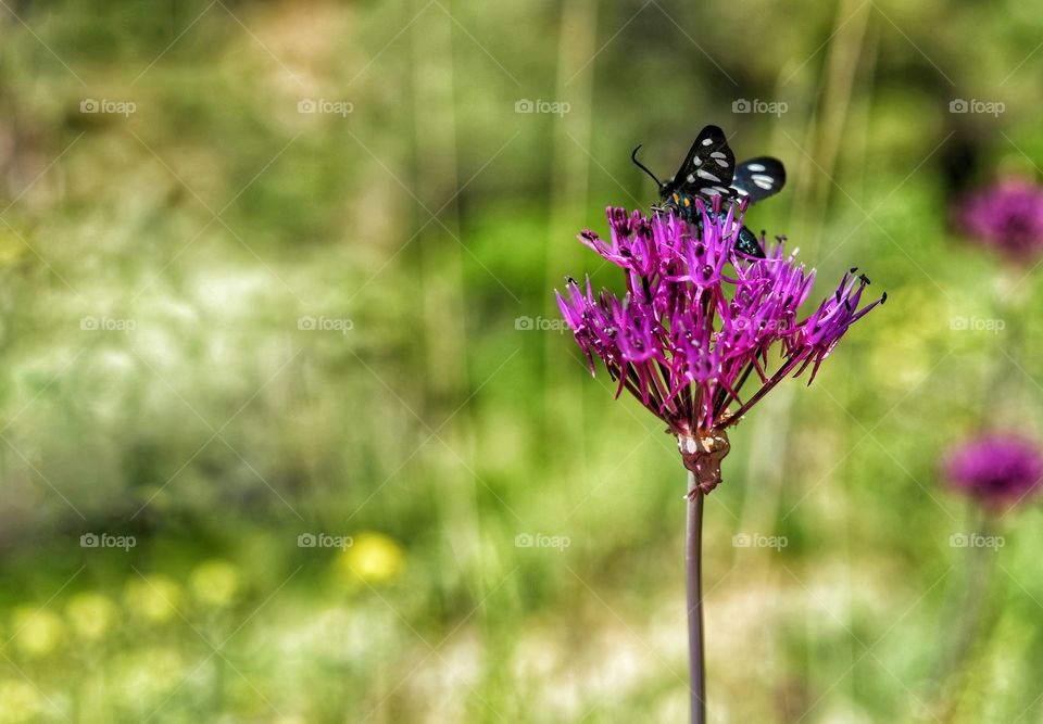 Black butterfly on a purple flower