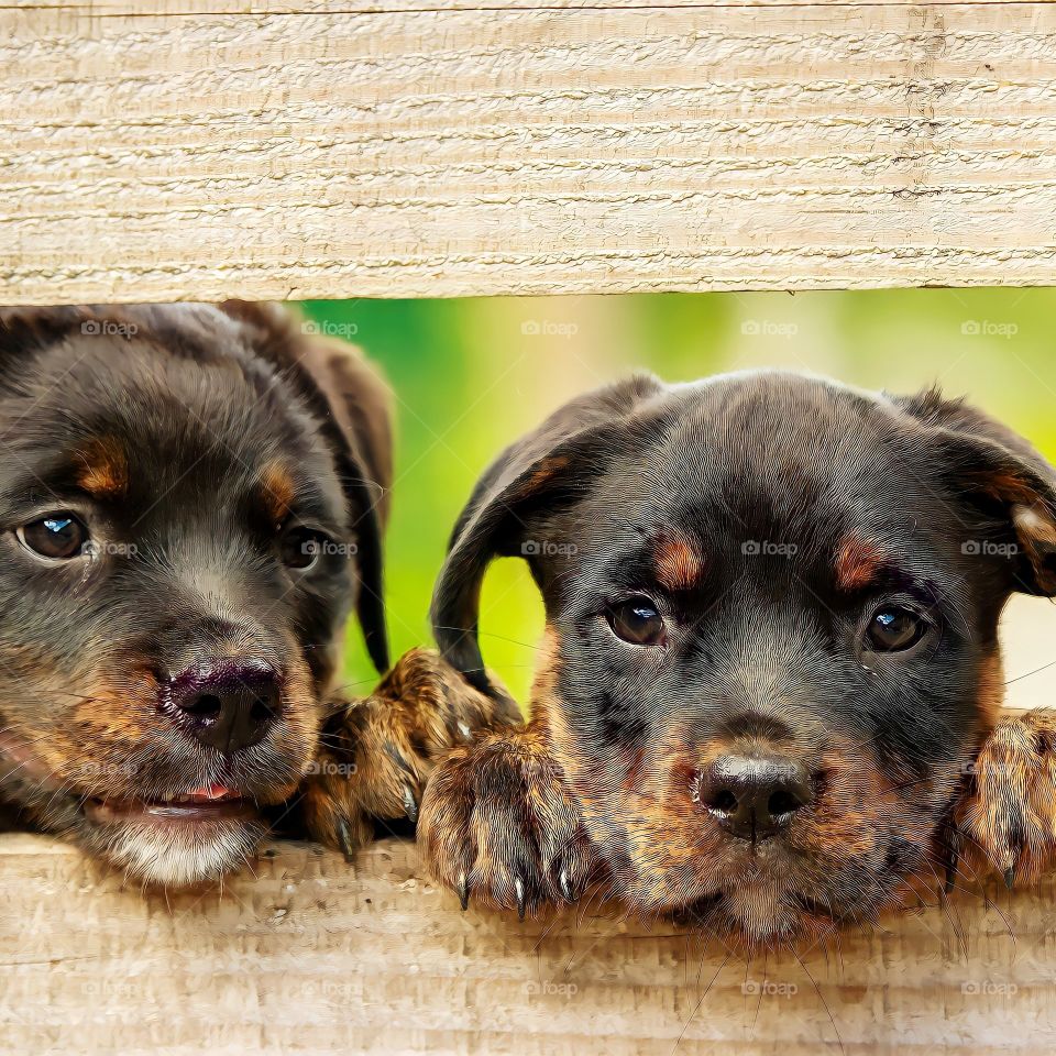 Rottweiler puppy dog. Two cute Rottweiler puppies.