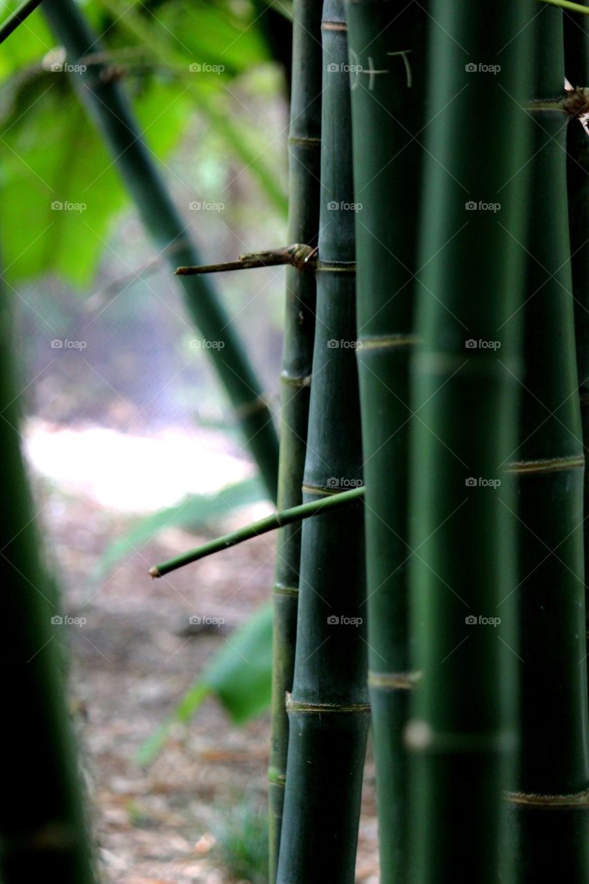 Bamboo