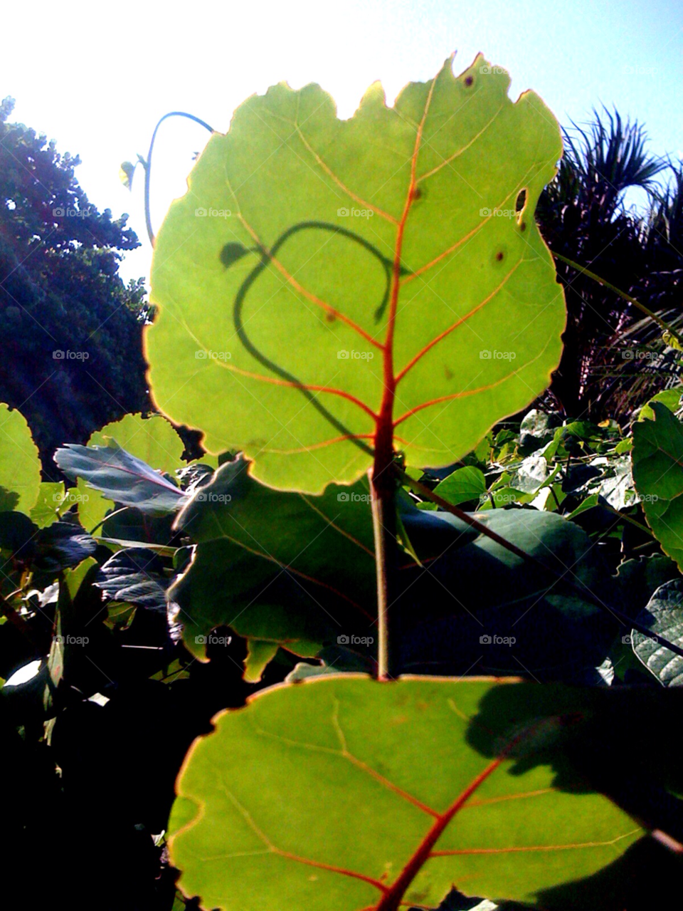 beach green nature leaf by jmsilva59